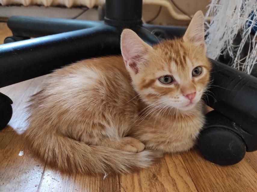 Рыжие котята бесплатно