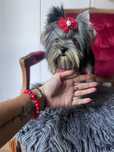 Yorkshire terrier suczka 1,45 miniaturka Misia