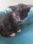 Kocurek Maine Coon