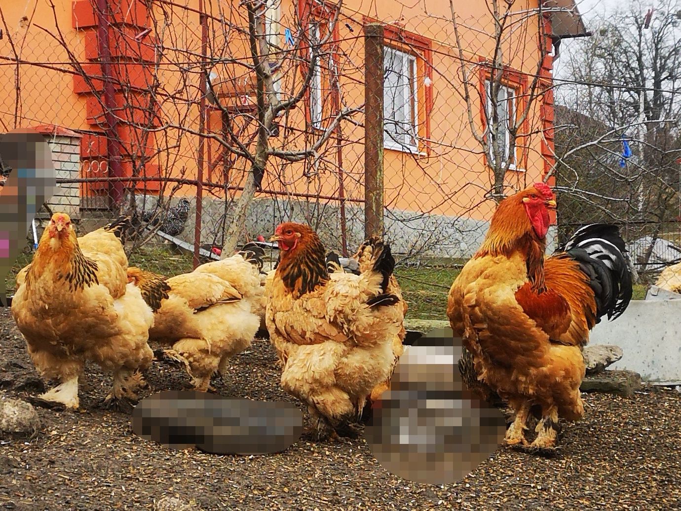 Продаються яйця курей Палива Брама