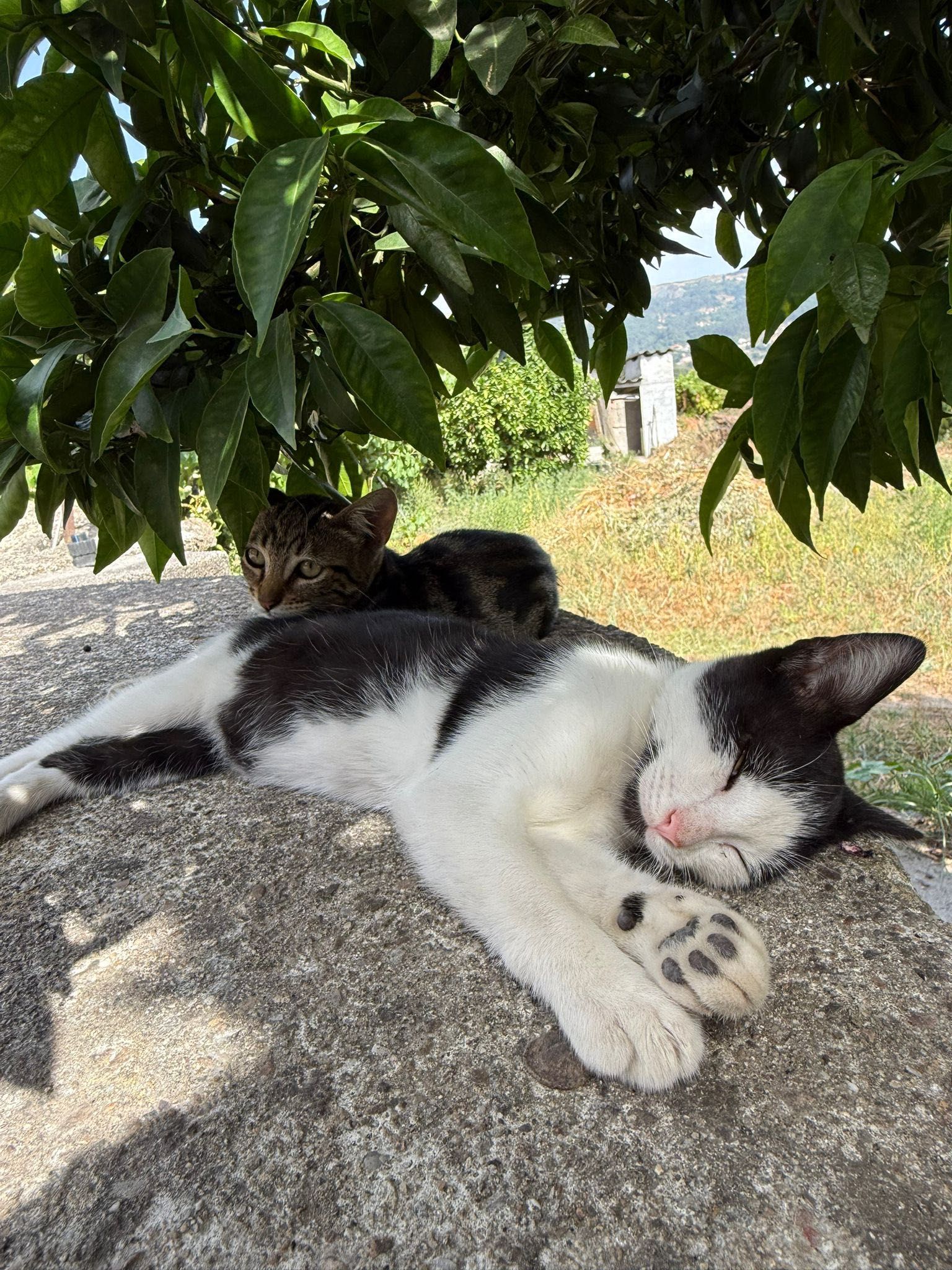 Gatinhos para adoção