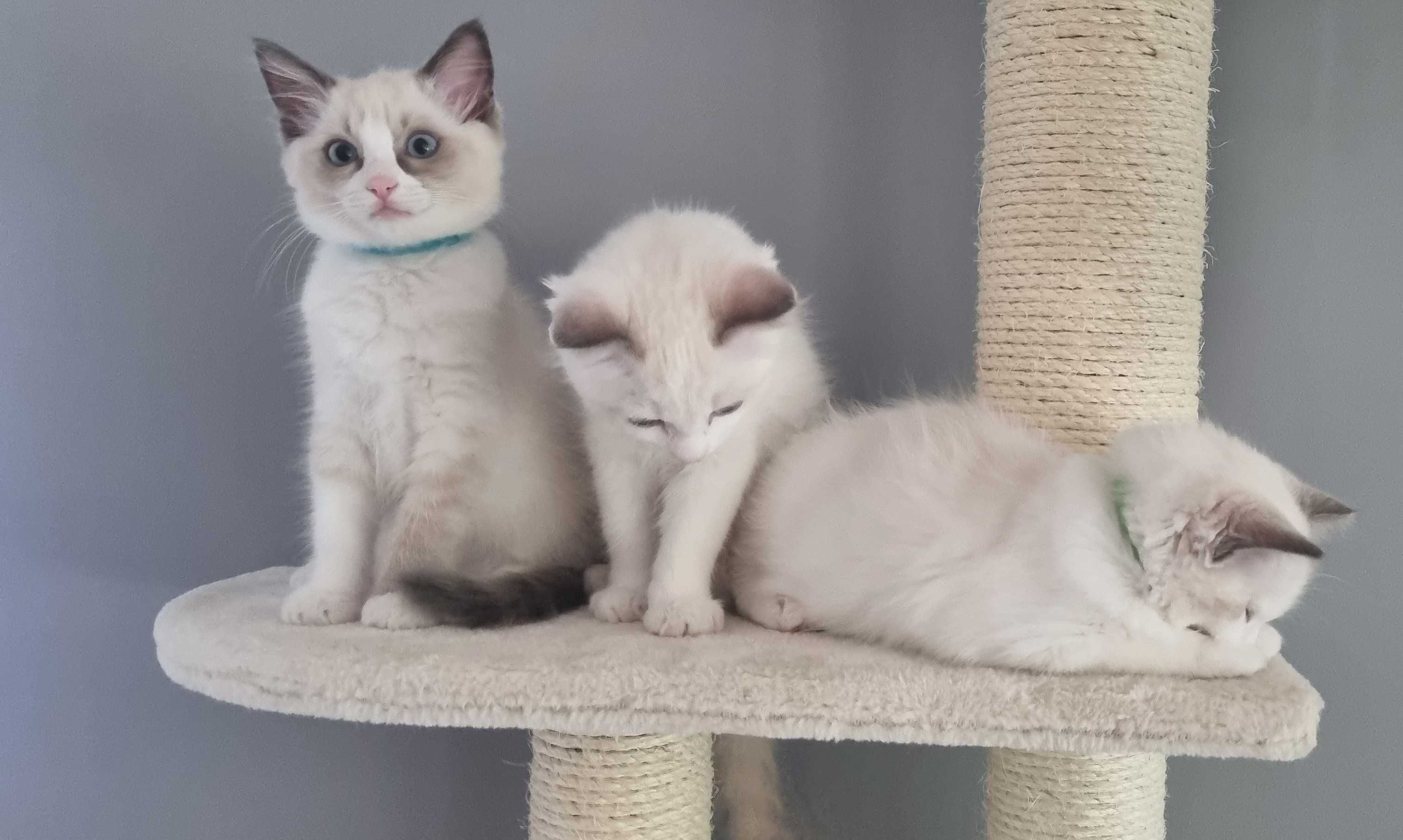 Kotka Ragdoll, Bicolour blue, Gotowa do odbioru