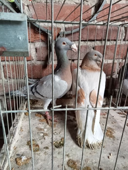 Gołębie rzeszowski rzeszowskie