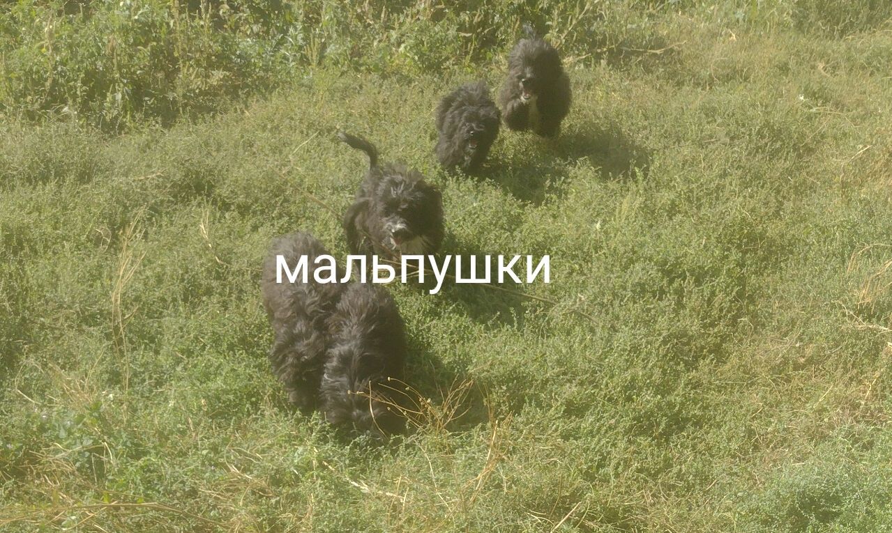 Дівчатка біколор пуделя мініатюра