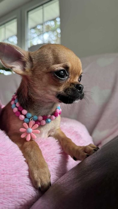 Chłopczyk Chihuahua Brązowy z Rodowodem Tommy