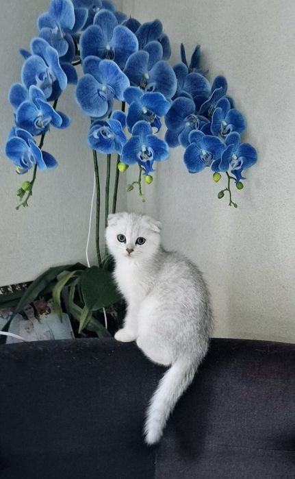 Шотландский котёнок серебристая шиншилла вислоухий мальчик котята
