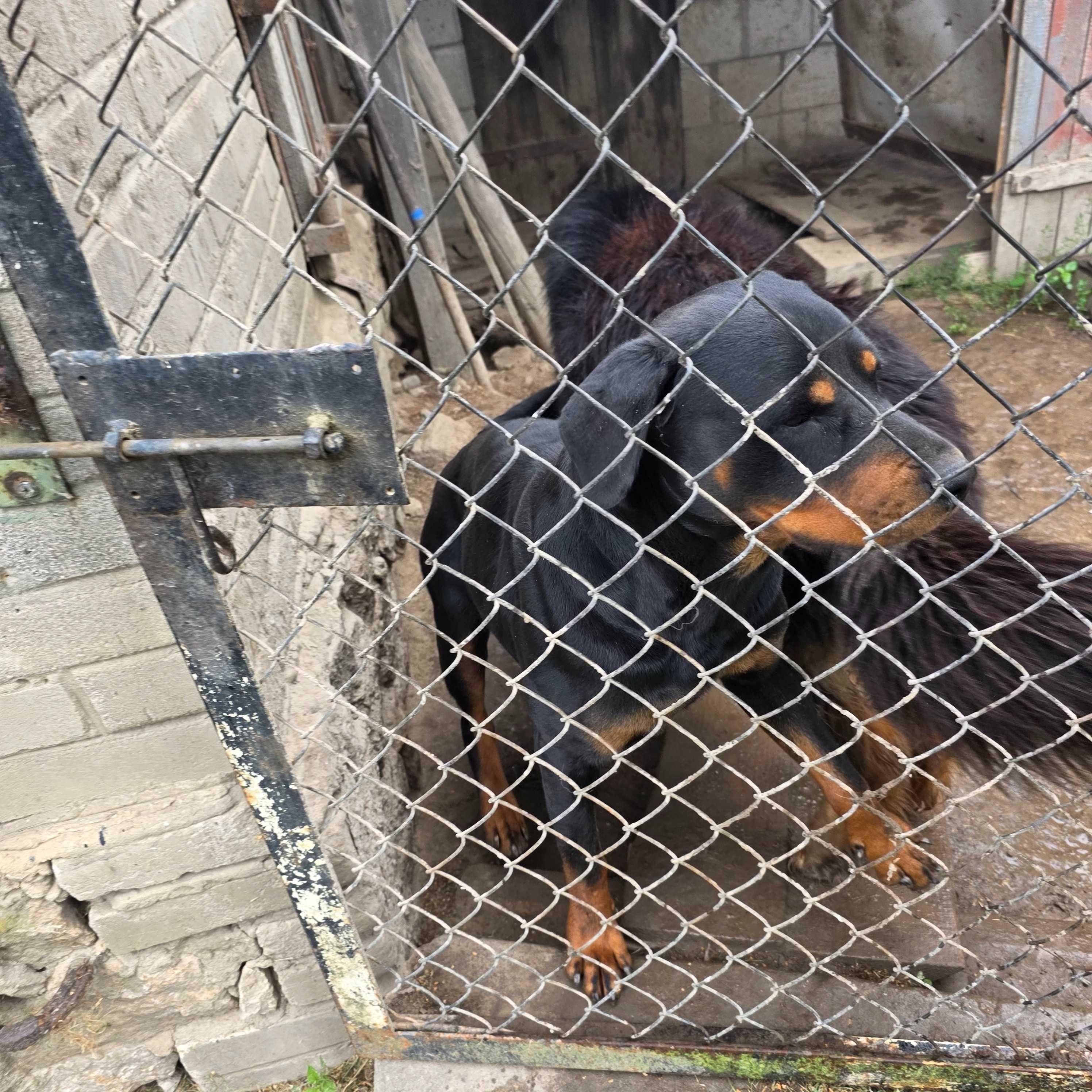 Rottweiler suka oddam w dobre ręce
