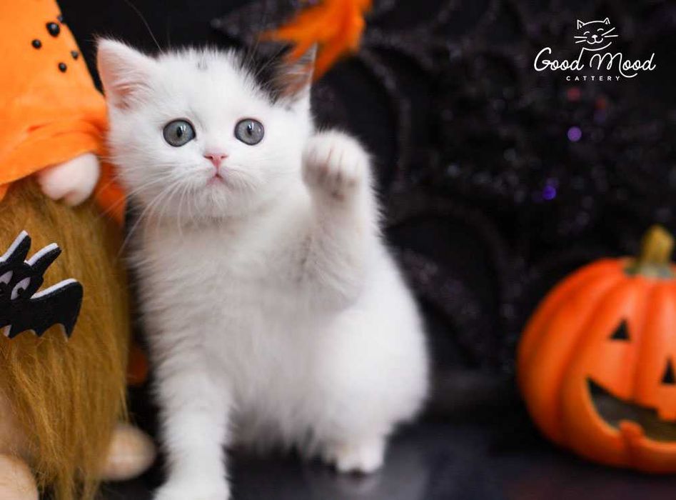 Шотландське кошеня з унікальним малюнком!