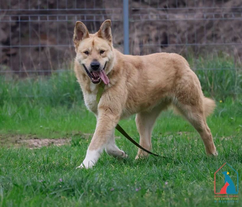 Piesek Toro szuka domu