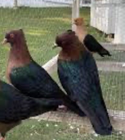 Pombos arcanjos de varias cores