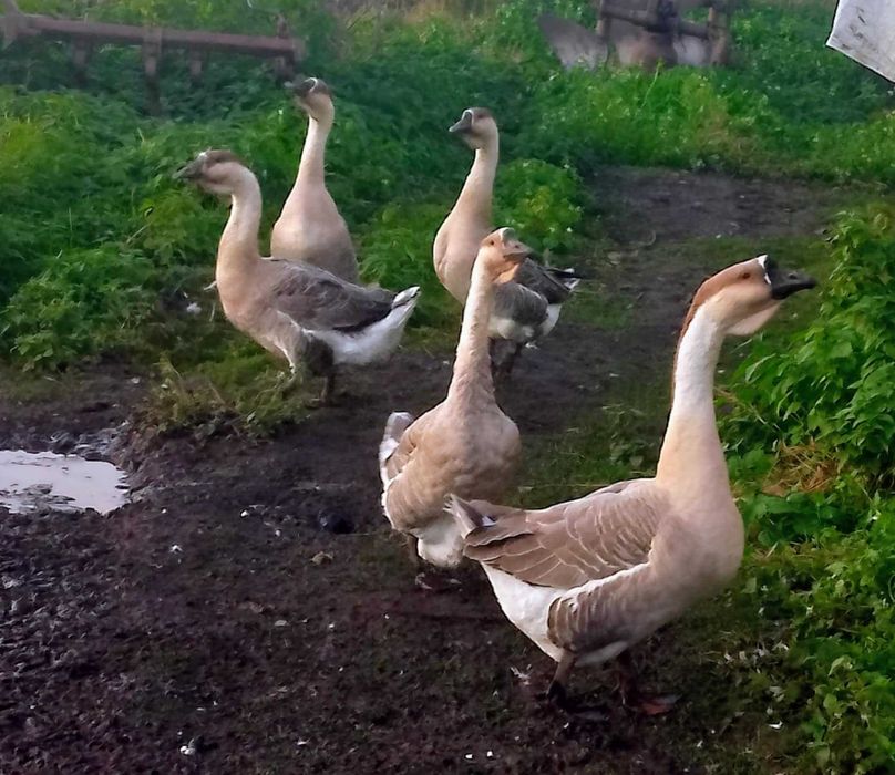Sprzedam gesi młode