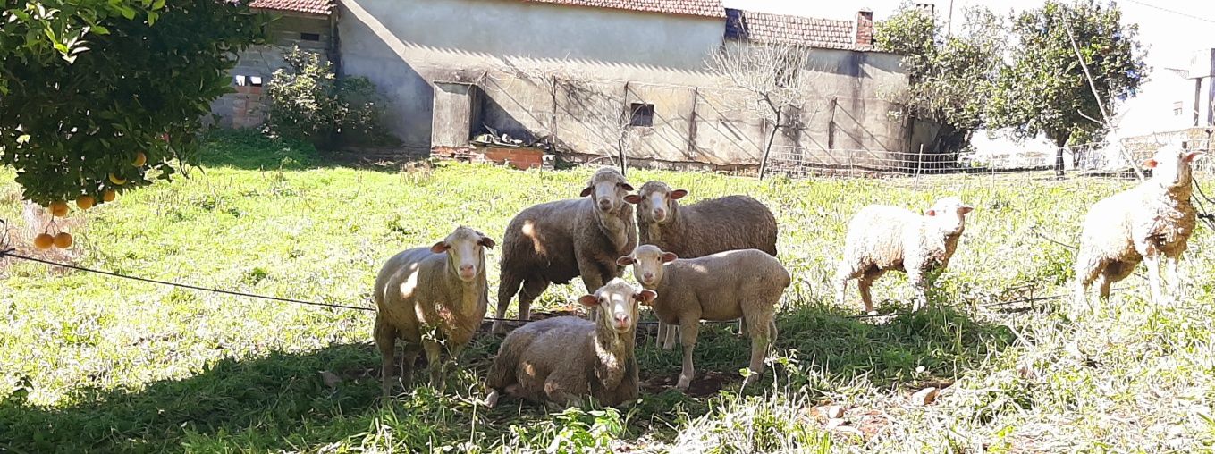 Vende-se ovelha de muita boa qualidade, alimentada  com produtos bioló