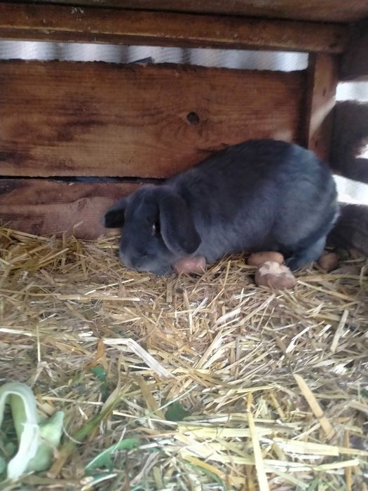 Króliki do hodowli lub tuszki