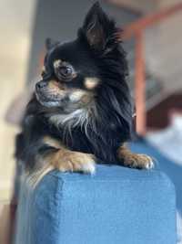 Chihuahua Długowłosy *Reproduktor* - krycie. Cała Polska