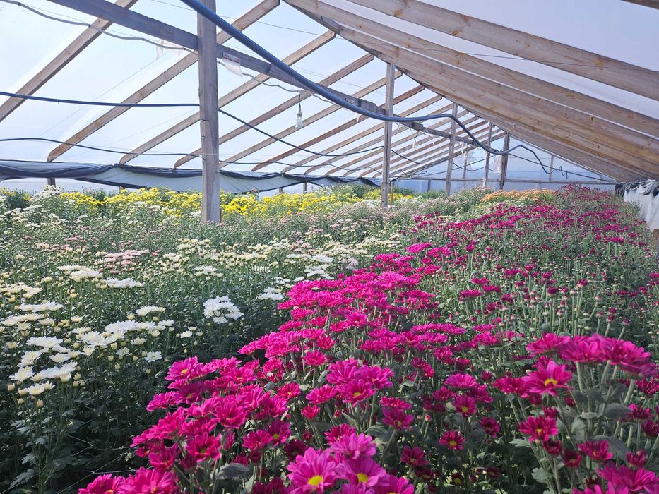 Продаж  будинку і готового бізнесу з ділянкою на 100 соток,