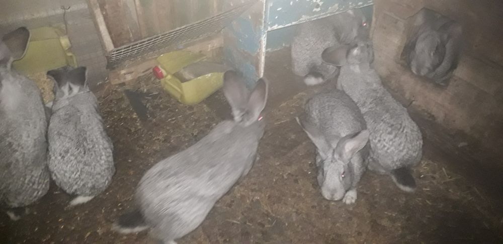 Продам кролики породи Шиншила сіра.