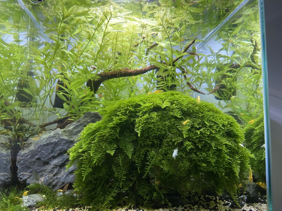 Ofereço Aquatlantis Nano Cube com vivos