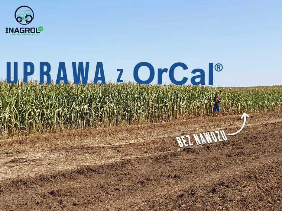 OrCal - producent, najwyższa jakość! BIGBAG/LUZ