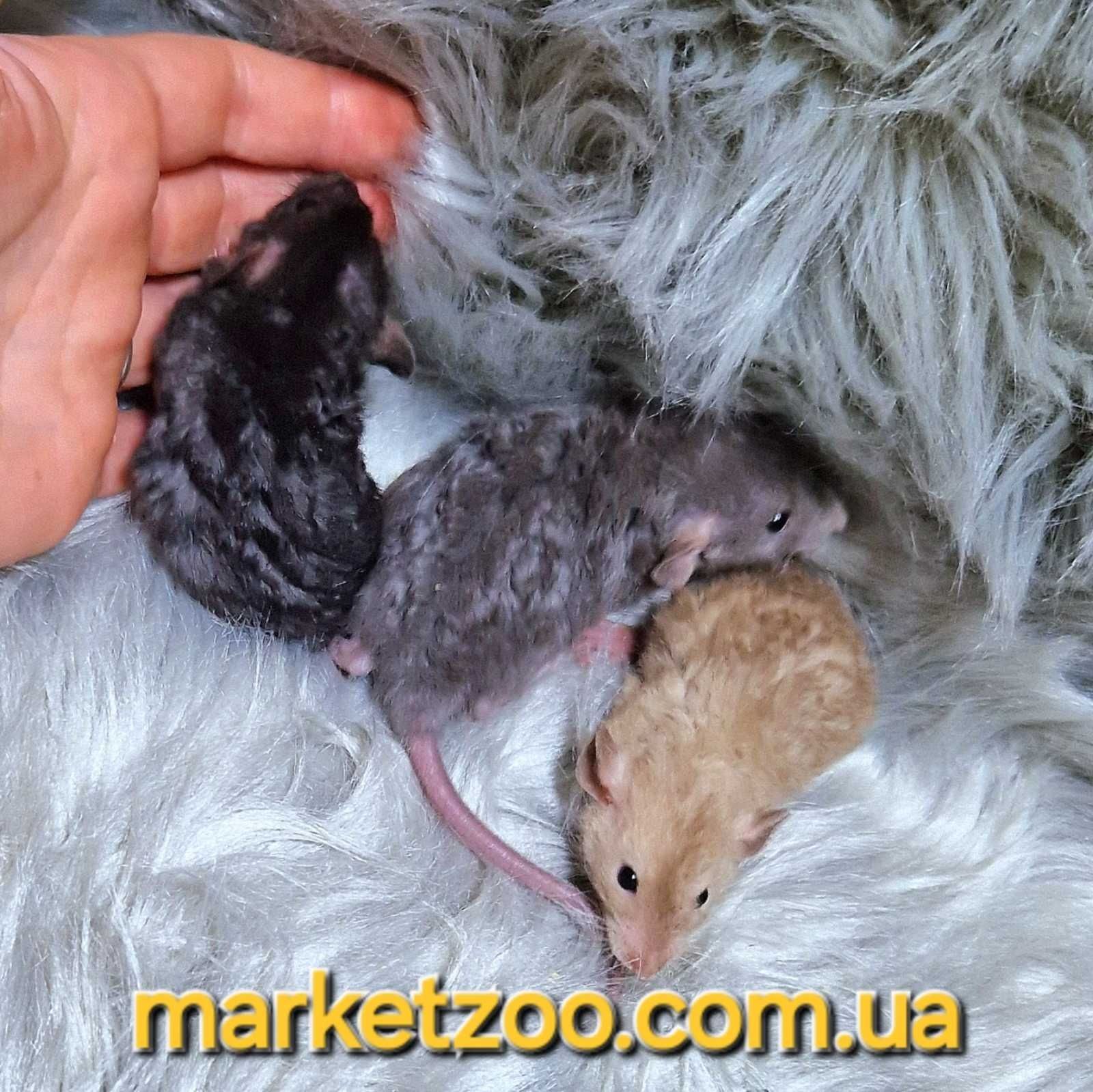 Щурики Дамбо рекс, шоколадная крыса,крысята