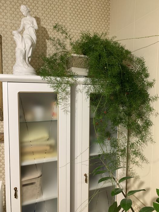 Аспарагус Шпренгера