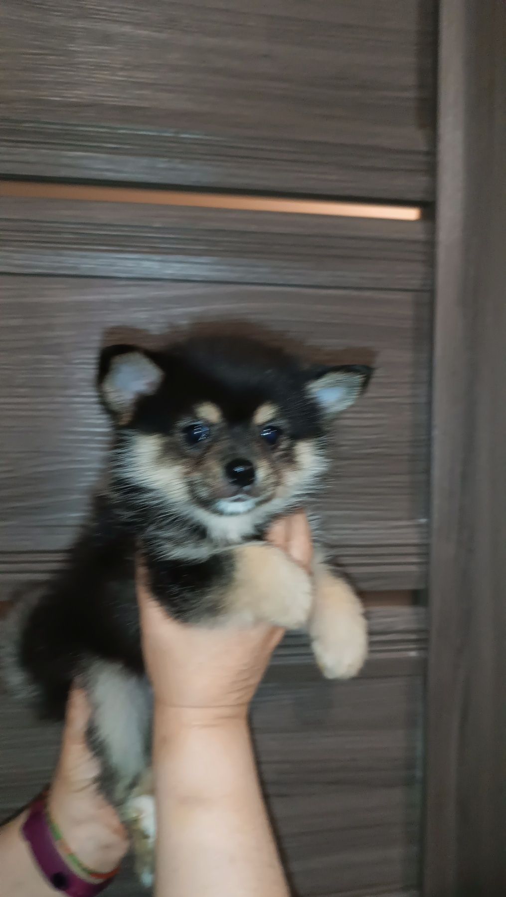 Дівчинка Помскі Помски Pomsky f2