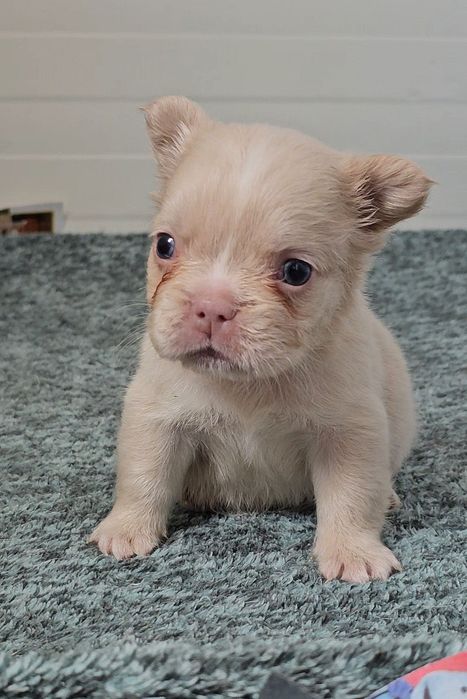 Bulldog Francês Fêmea Fluffy