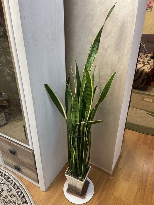 Вазон «Тещин язик» або сансев'єрія