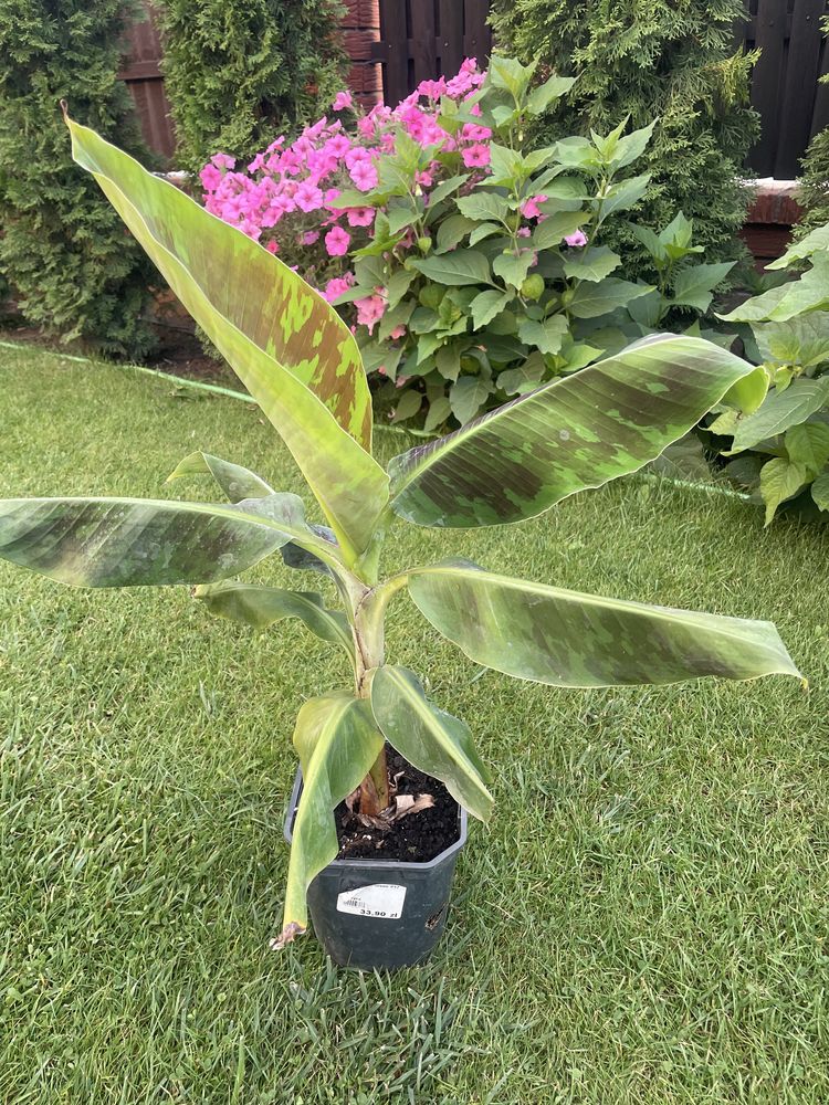 Bananowiec musa acuminata dwarf cavendish 57 cm