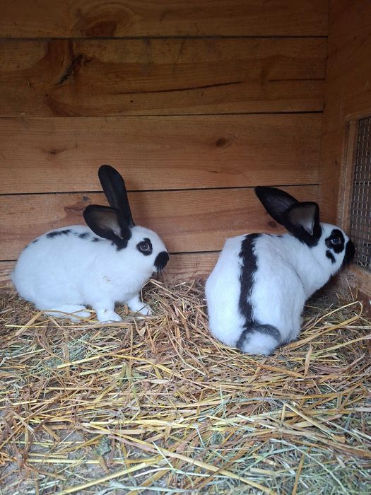 Olbrzym srokacz niemiecki