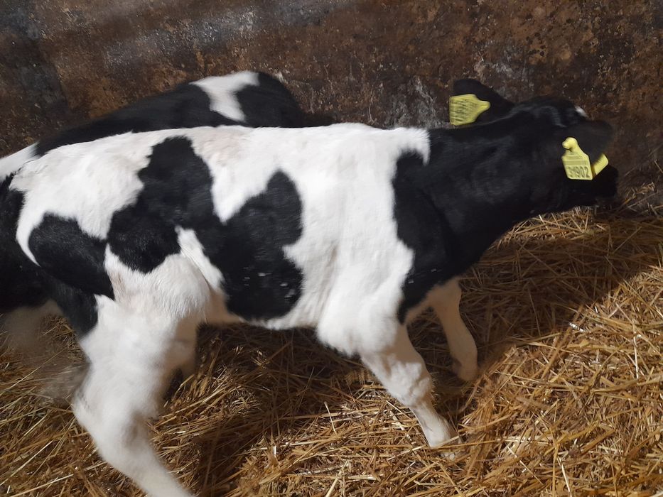 Cielaki, byki 4 tygodniowe