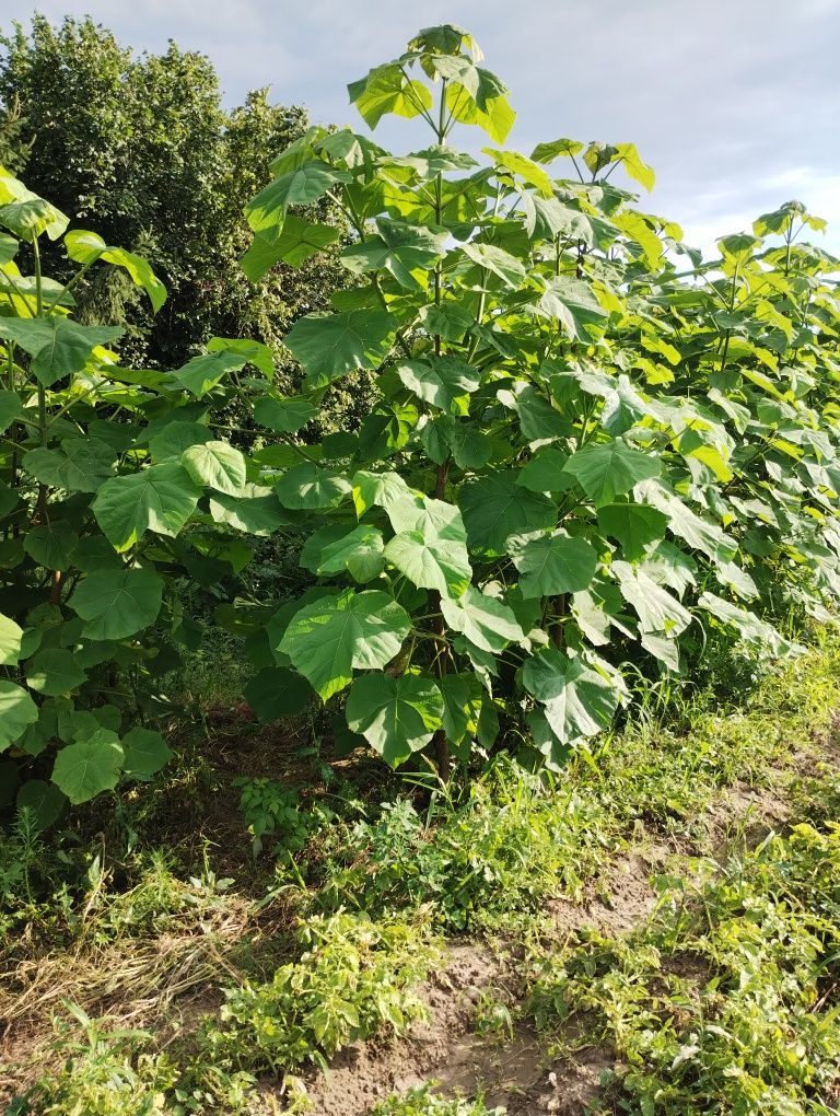 Drzewa Paulownia Shan Tong
