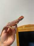 Agama brodata red sklep zoologiczny Gruby Kocur