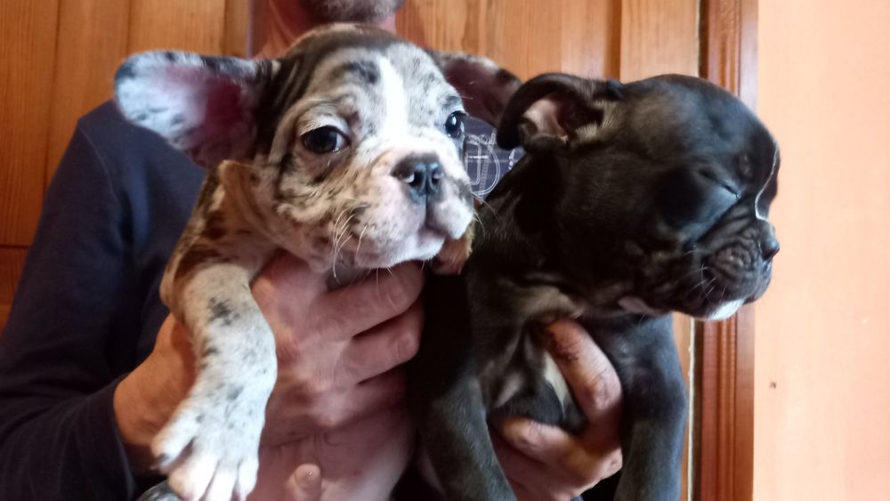 Хлопчики французи.