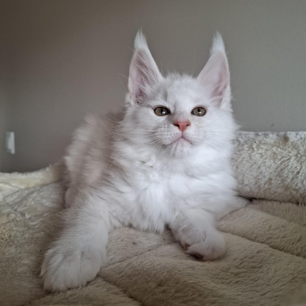 Srebrzysty kocurek Maine Coon