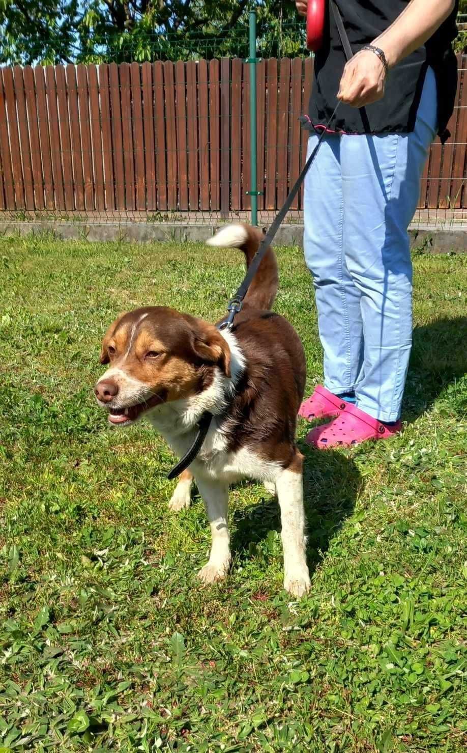 Mały piesek szuka kochającego domu - waży ok. 10kg