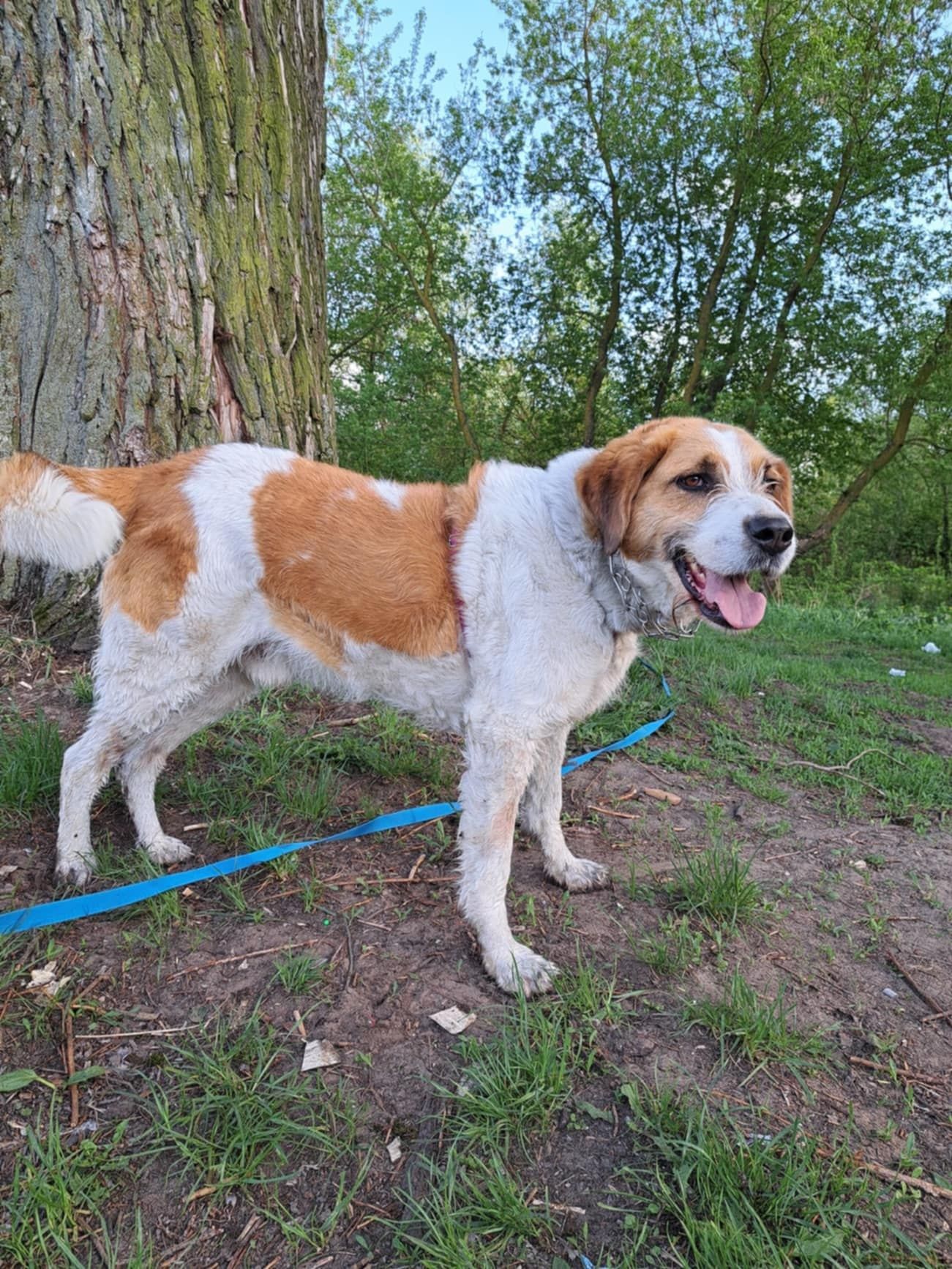 Prozor do adopcji