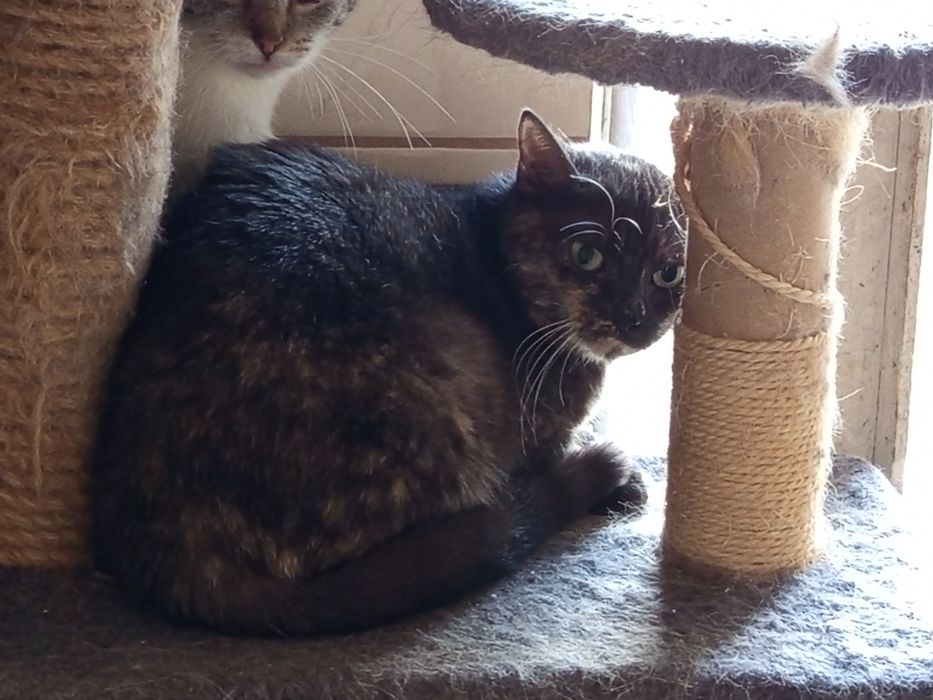 Kotka Dymka rozgląda się za domem