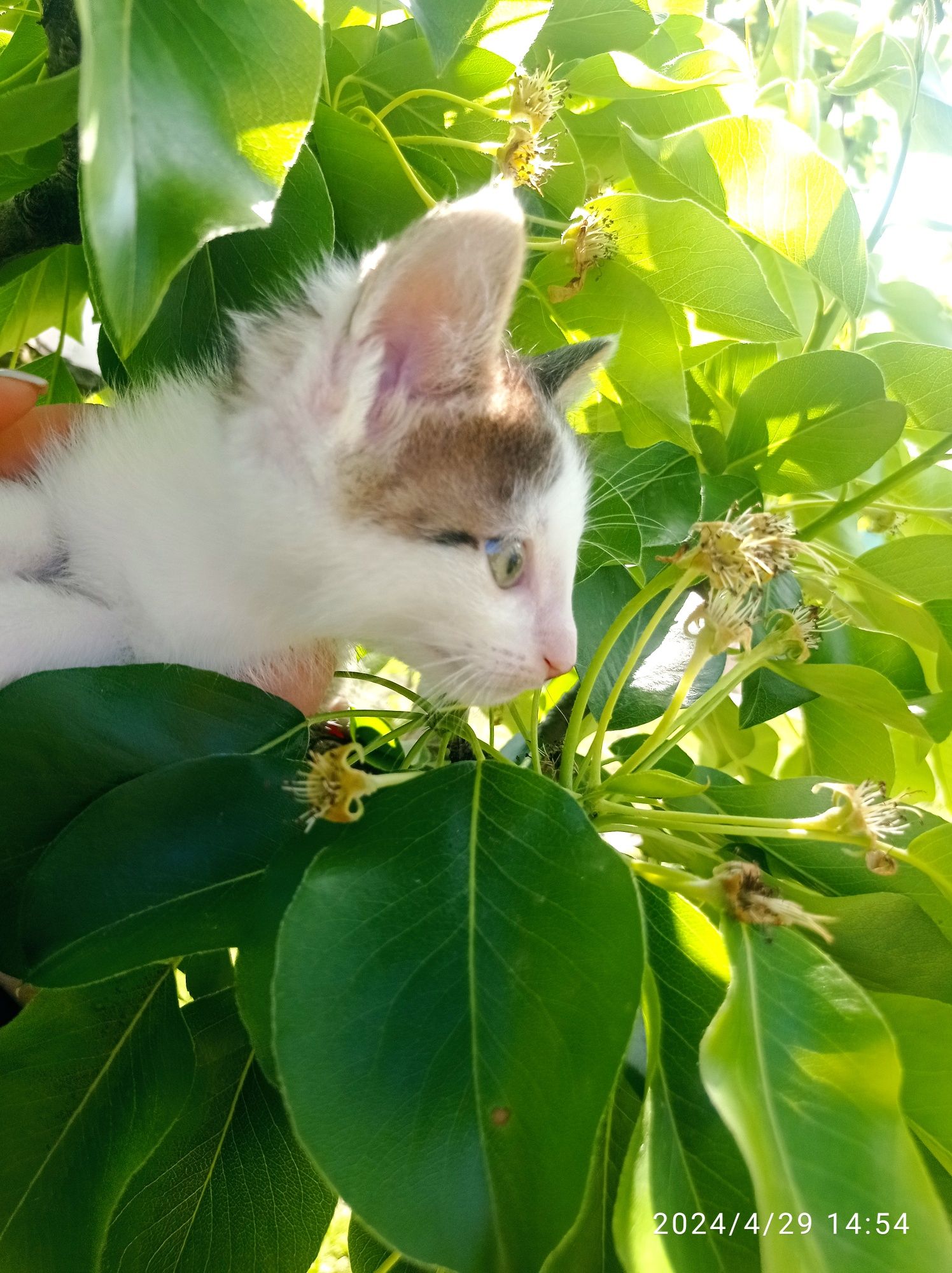 Гарненькі кошенята