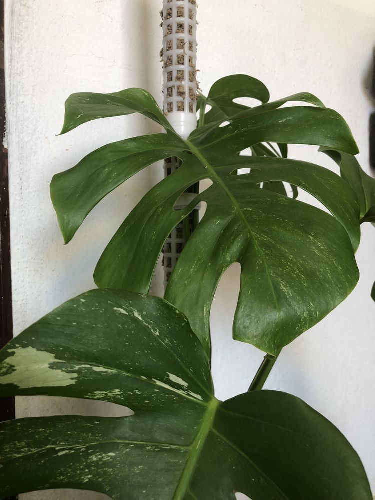 Monstera variegata