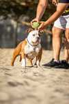 American bully suczka szczeniak abkc