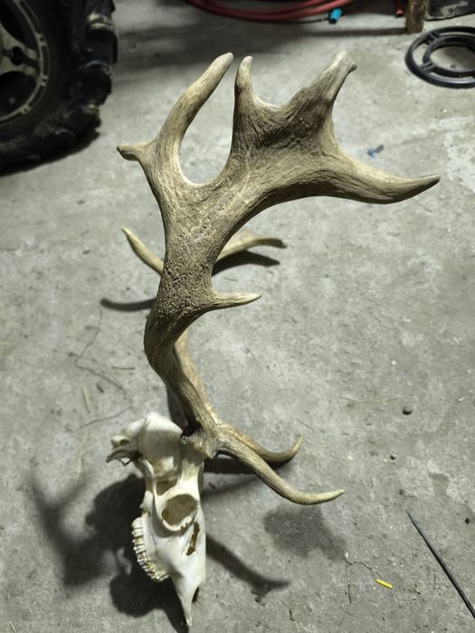 Wieniec daniela poroze zrzuty