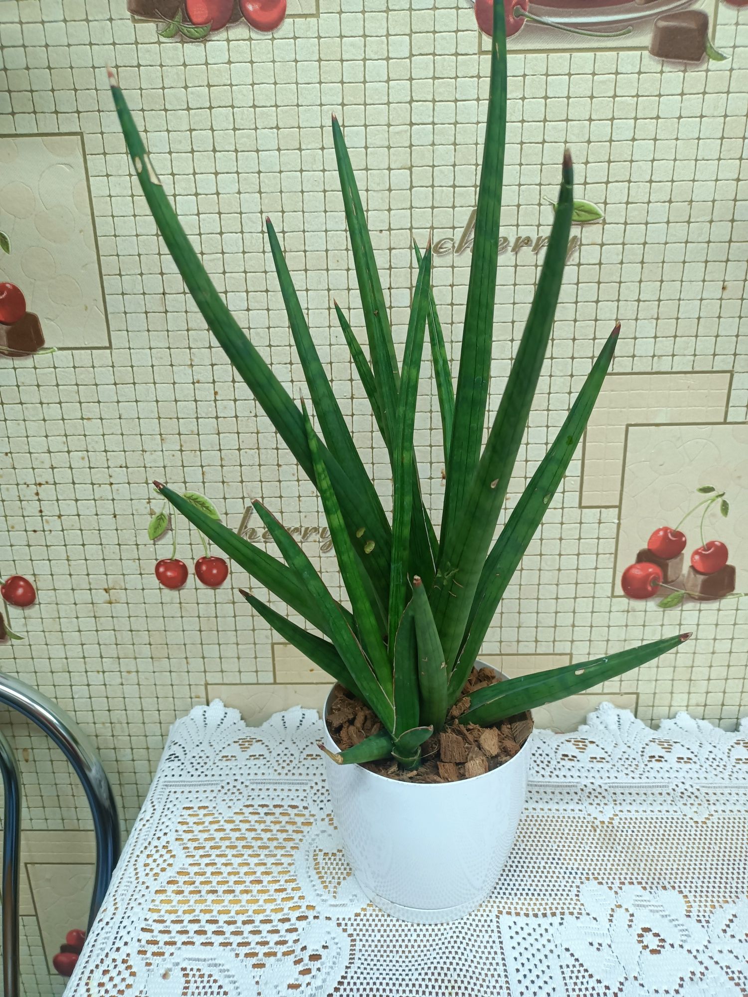 Sansewieria Masoniania Victoria i nie tylko