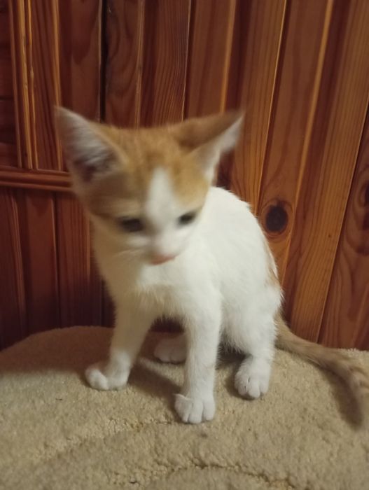 Прилаштовуються кошенята