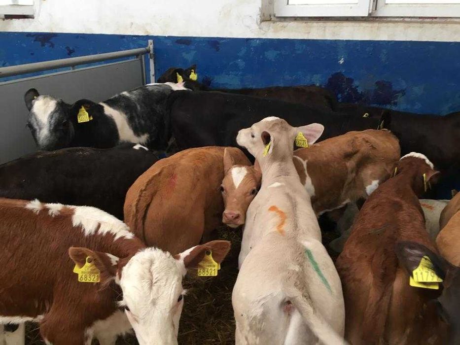 Byczki jałoszki mięsne