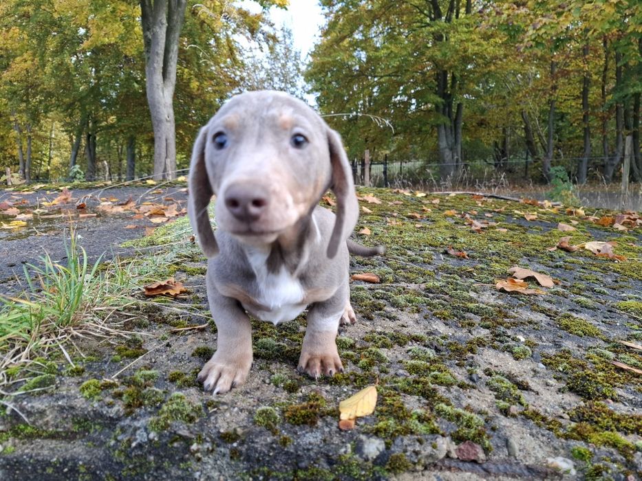 jamnik blue merlle piesek