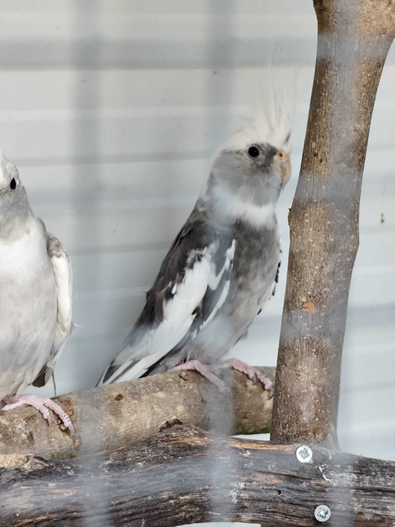 Casal de Caturras Arlequim