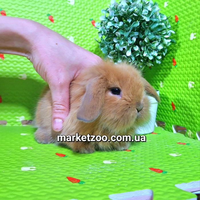 Карликовые мини кролики mini lop тюрингенские вислоухие баранчики
