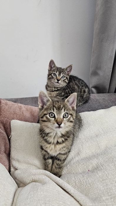 Do adopcji dwie kotki - siostry szukają domu