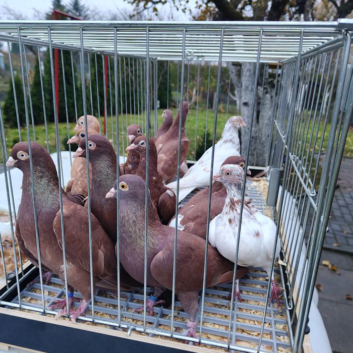 Tipler/ Tiplery/Budapeszt