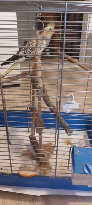 Sprzedam Papugę Nimfe